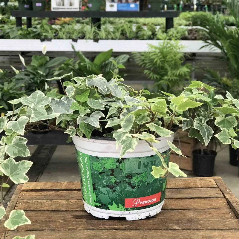 alsipnursery13417764