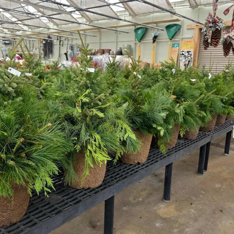 alsipnursery13418446