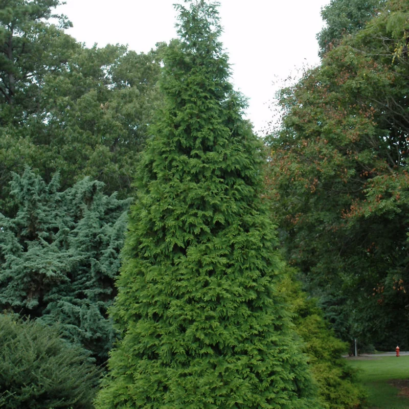 alsipnursery13419248