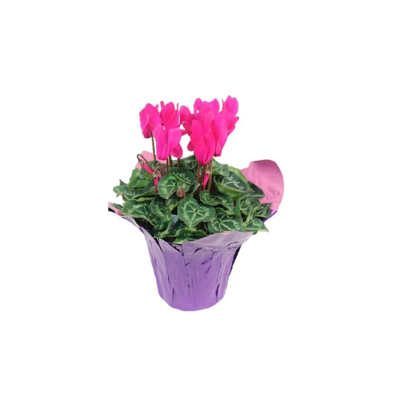 alsipnursery13474852