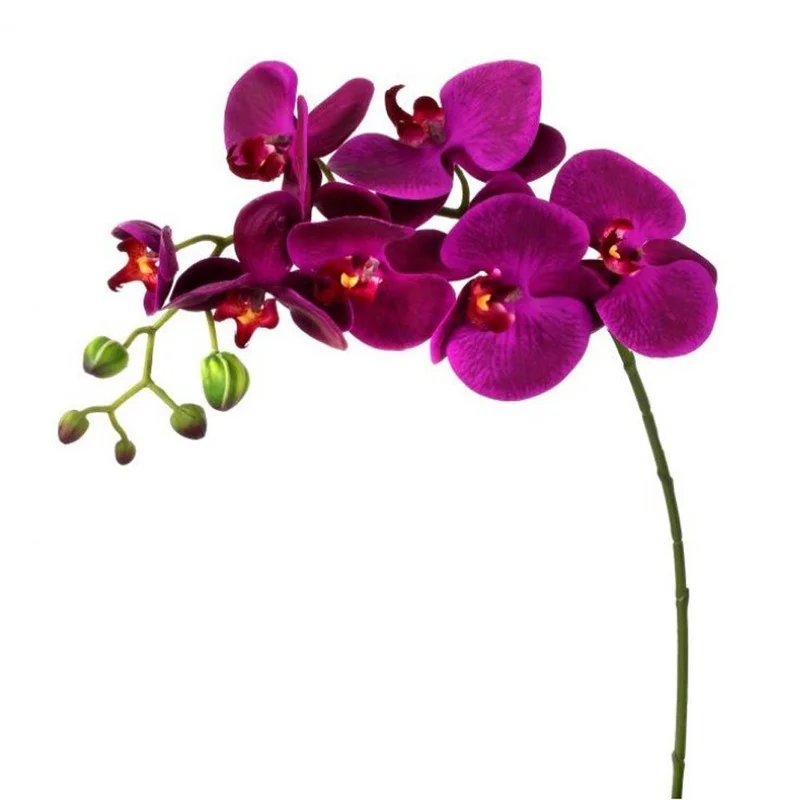alsipnursery13479647