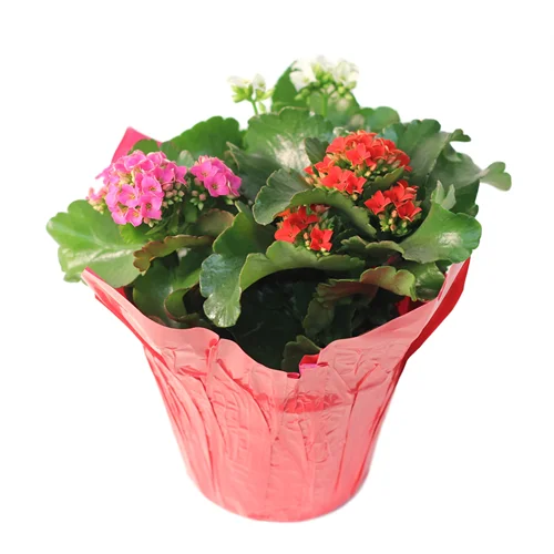 alsipnursery13480916