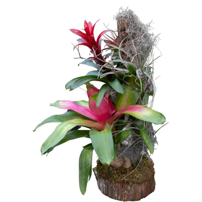 alsipnursery13481025