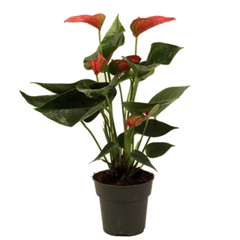 alsipnursery13481651