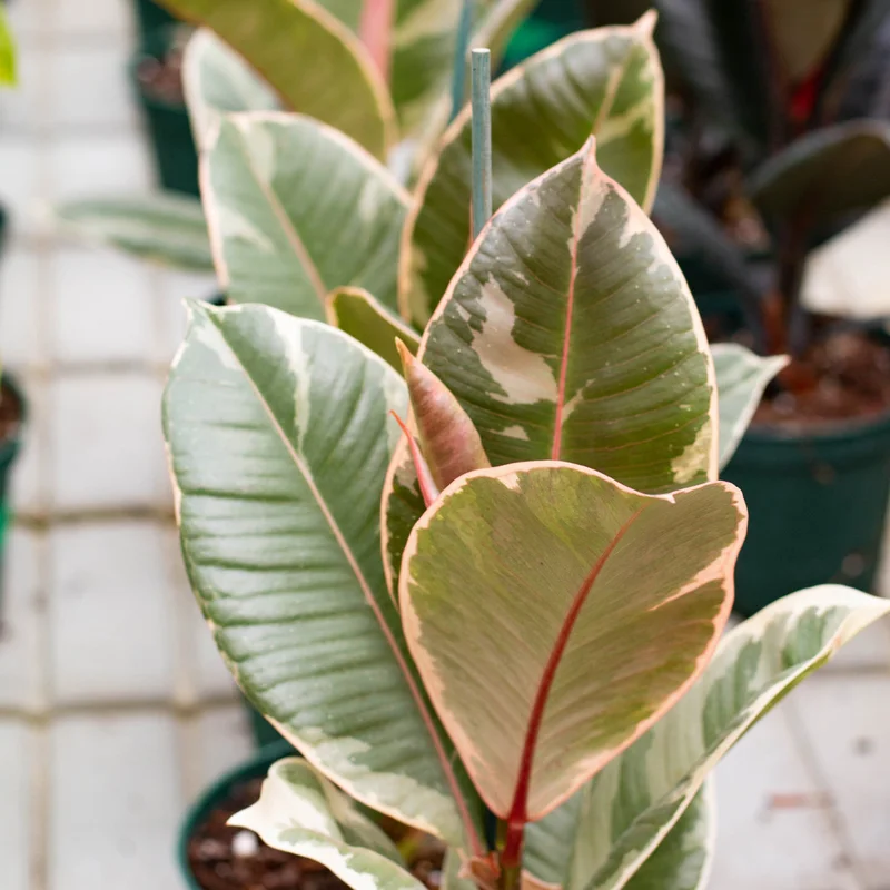 alsipnursery13482297
