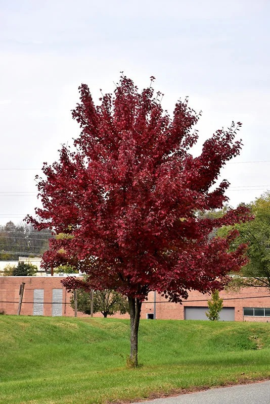 alsipnursery13482536