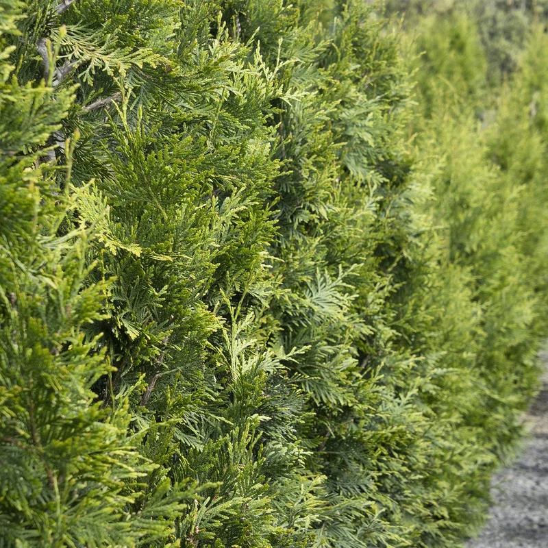 alsipnursery13482554
