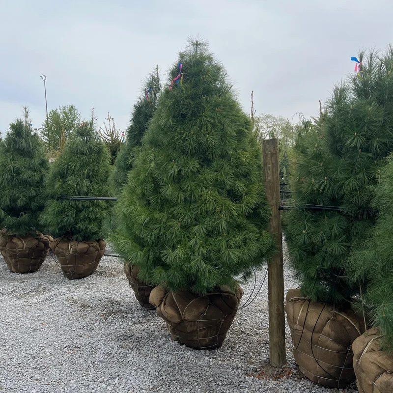 alsipnursery13482599