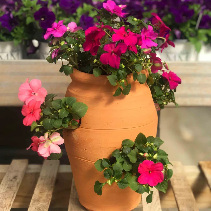 alsipnursery13483053