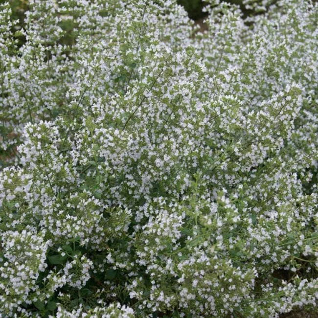 alsipnursery13483071