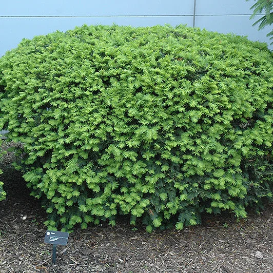 alsipnursery13483084