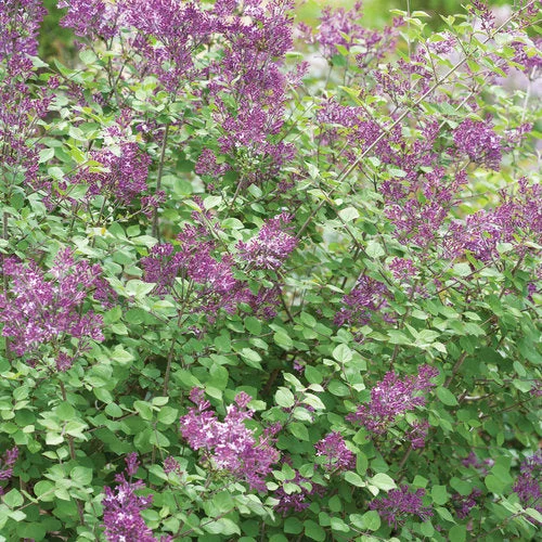 alsipnursery13483118