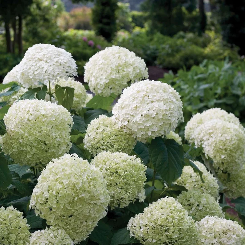 alsipnursery13483126
