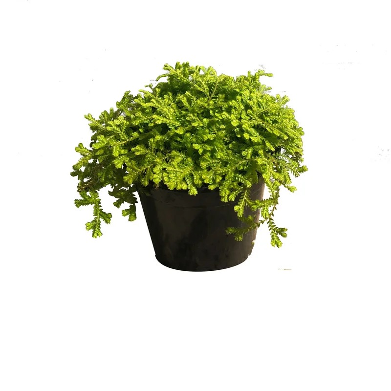alsipnursery13486435