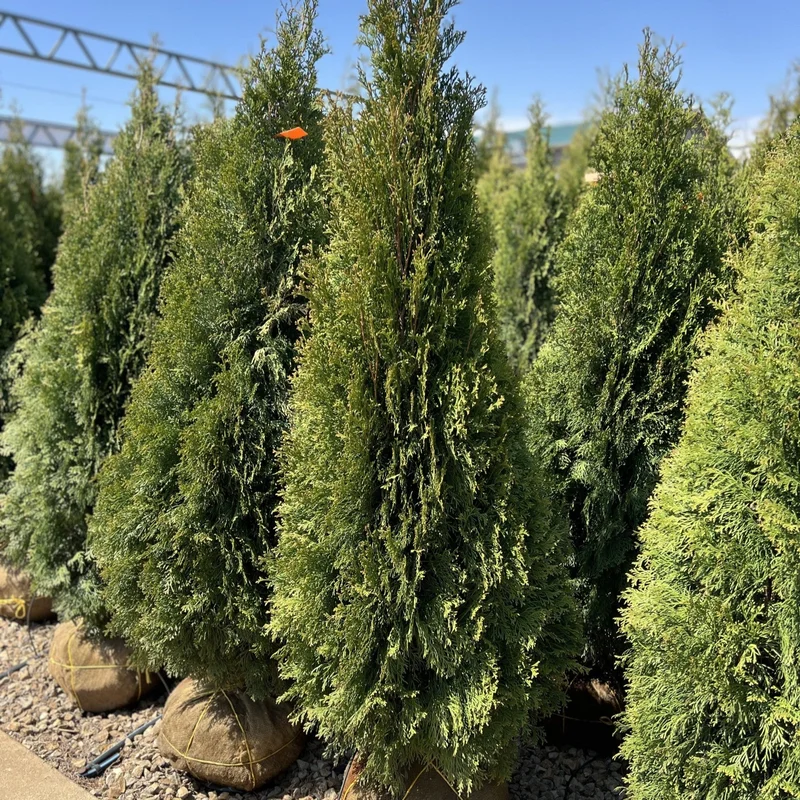 alsipnursery13487072