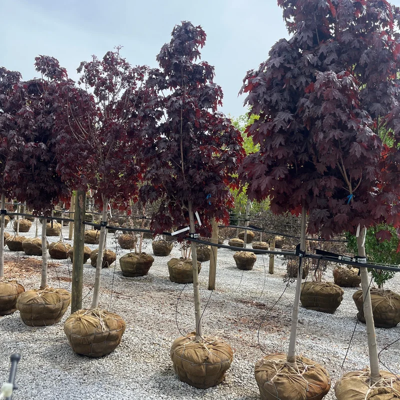 alsipnursery13487104