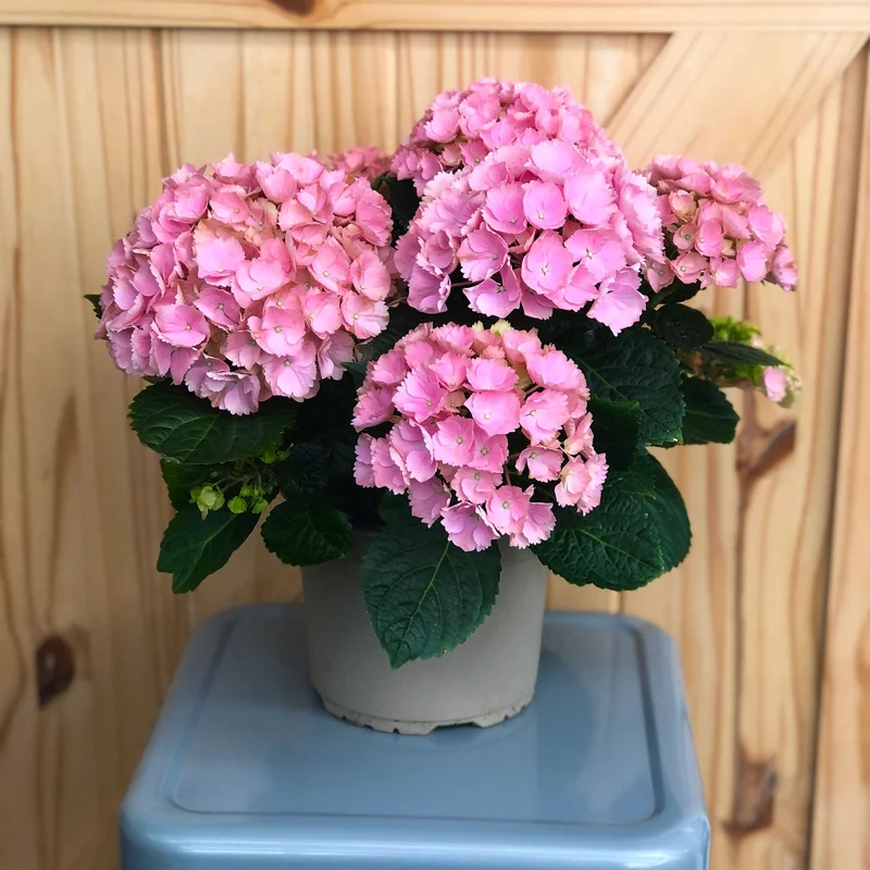 alsipnursery13487210