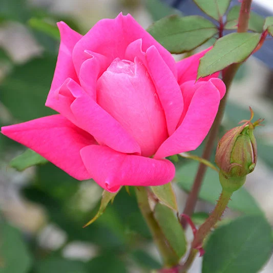 alsipnursery13487306