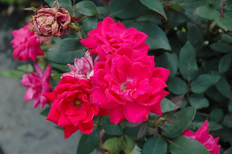 alsipnursery13487318