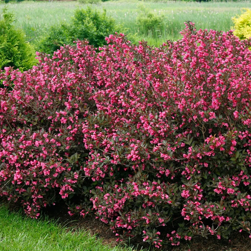 alsipnursery13487350