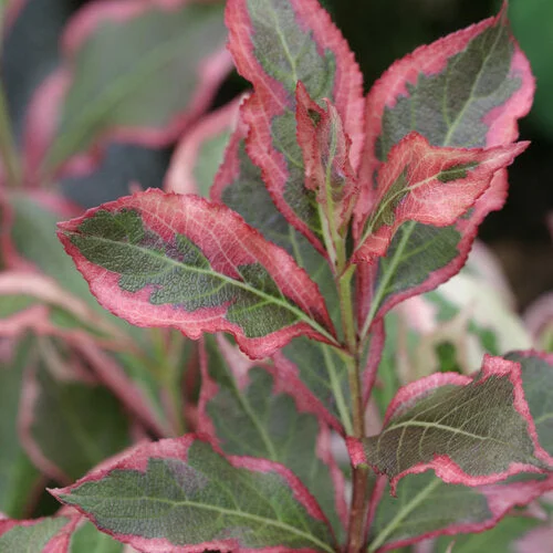 alsipnursery13487356