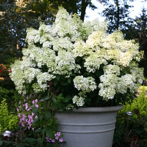 alsipnursery13487366