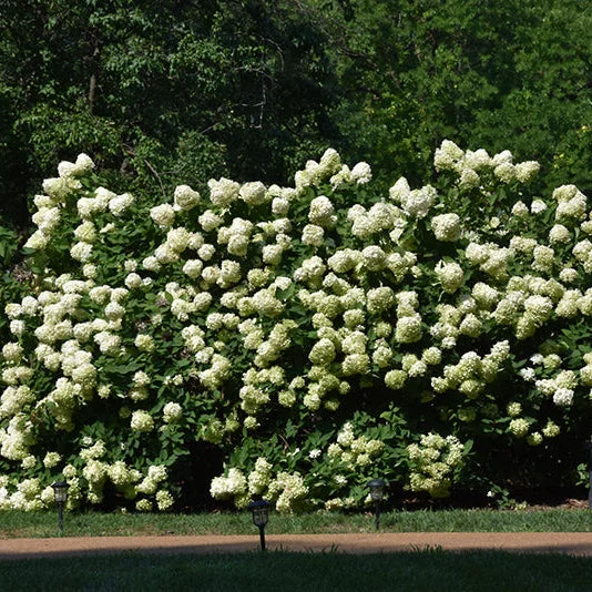 alsipnursery13487371
