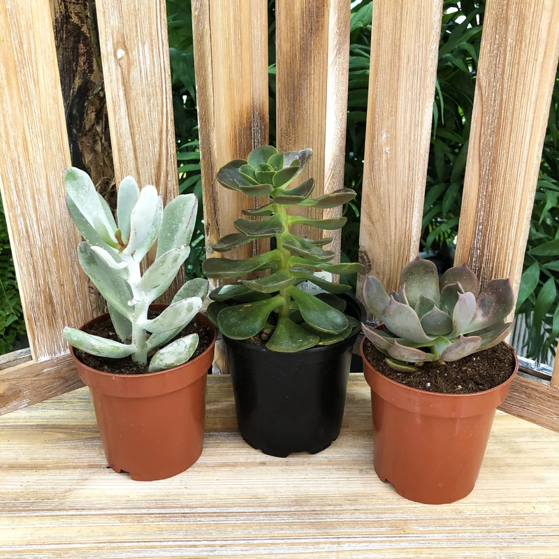 alsipnursery23417745