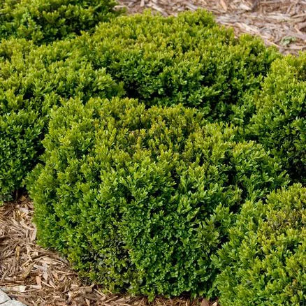 alsipnursery23417781