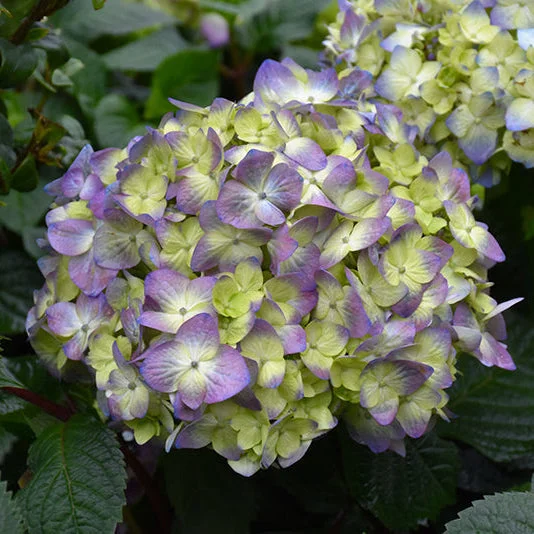 alsipnursery23418883