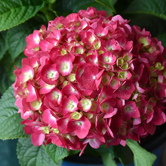 alsipnursery23418886