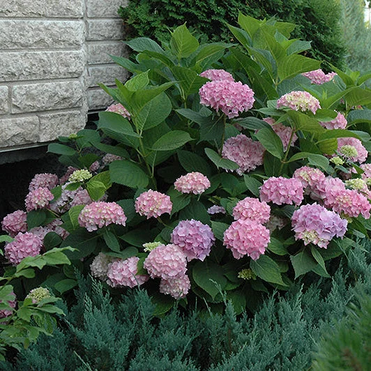 alsipnursery23418890