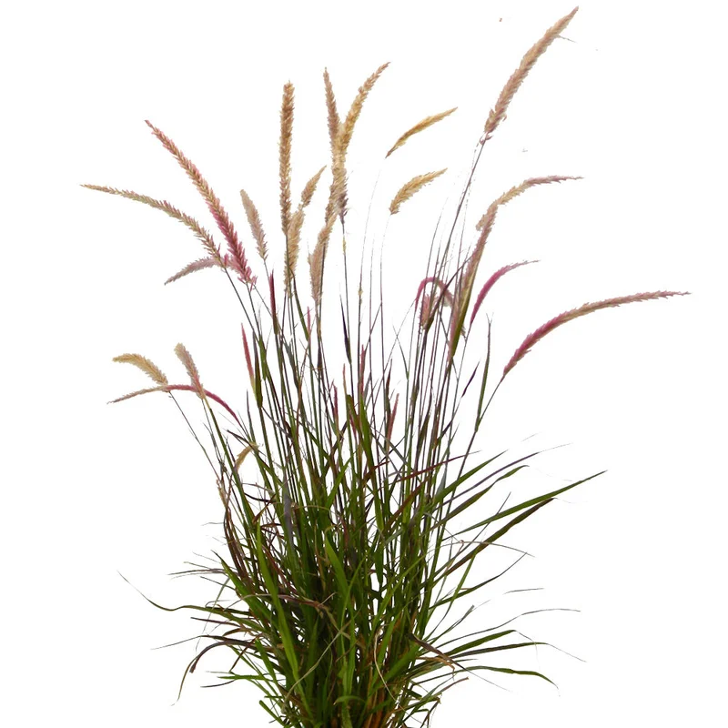alsipnursery23418952