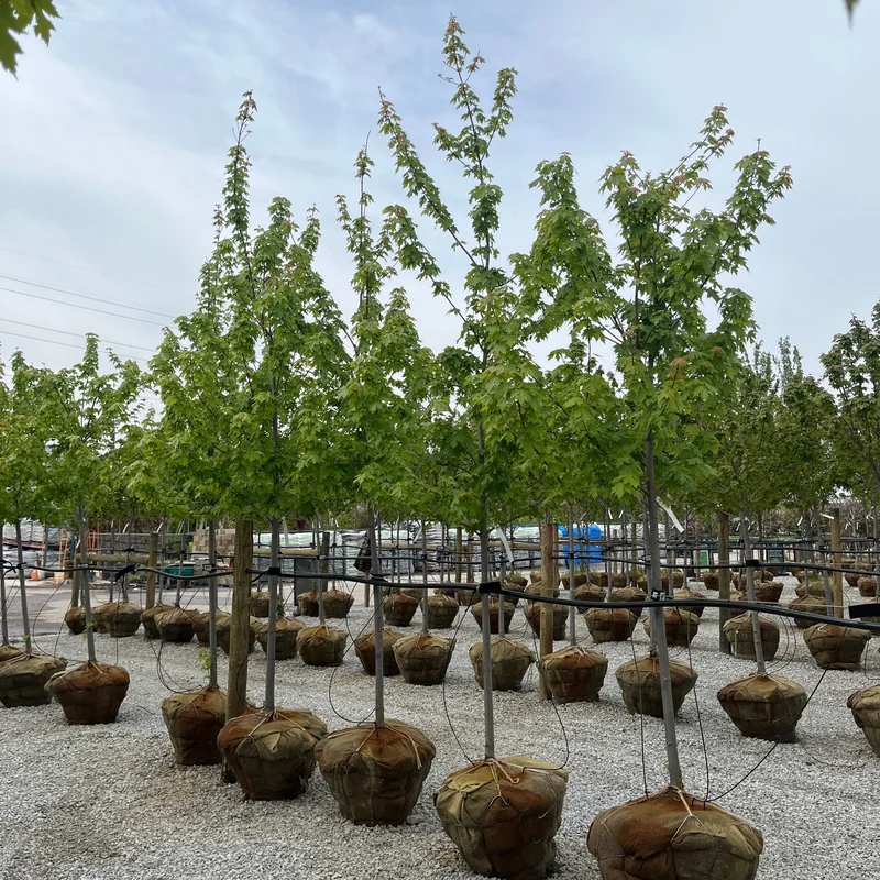 alsipnursery23419047