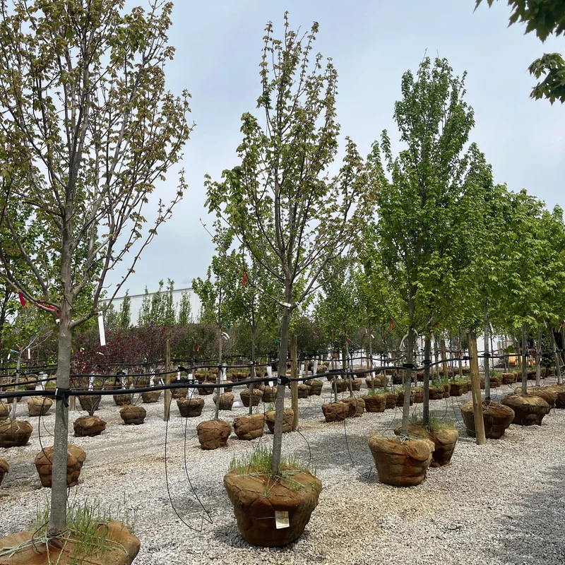 alsipnursery23419050