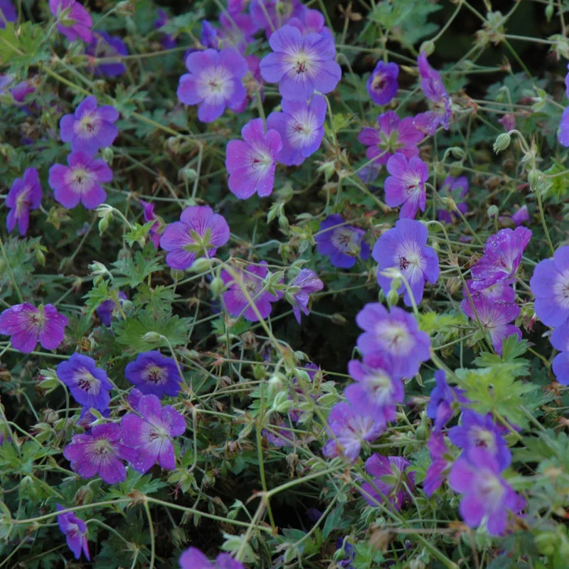 alsipnursery23419063