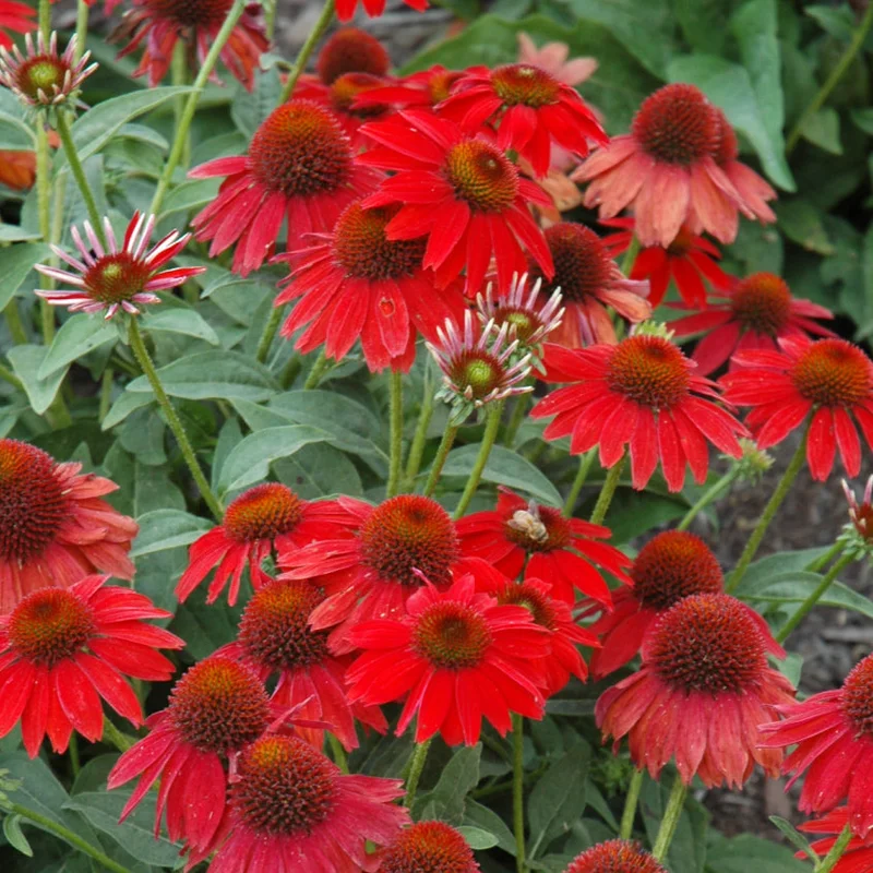 alsipnursery23419067