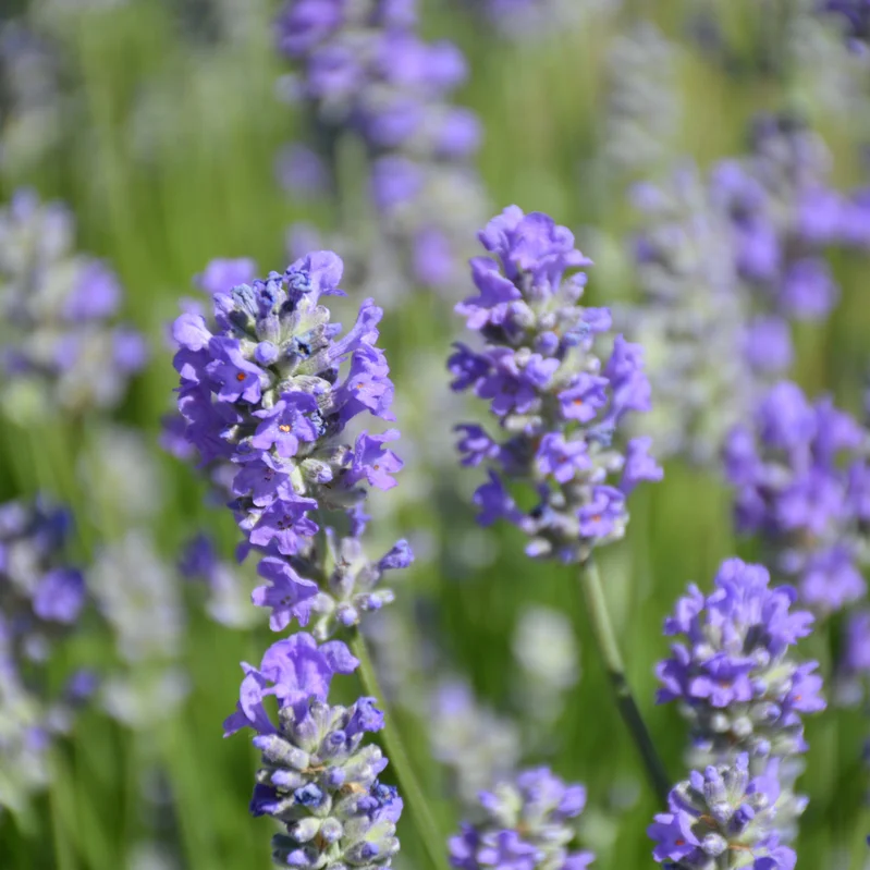alsipnursery23419071