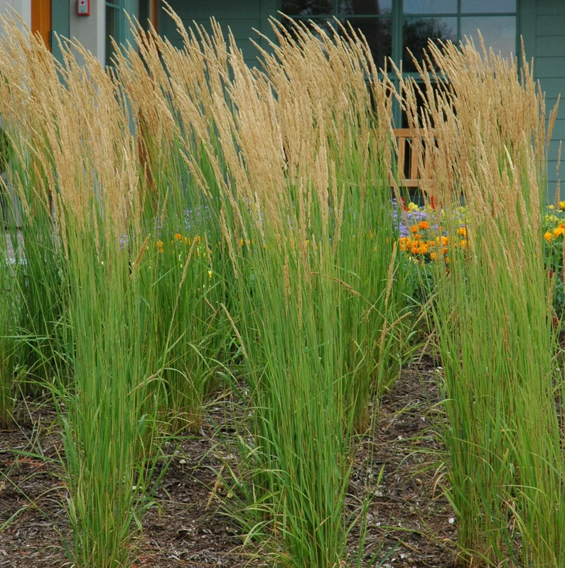 alsipnursery23419075