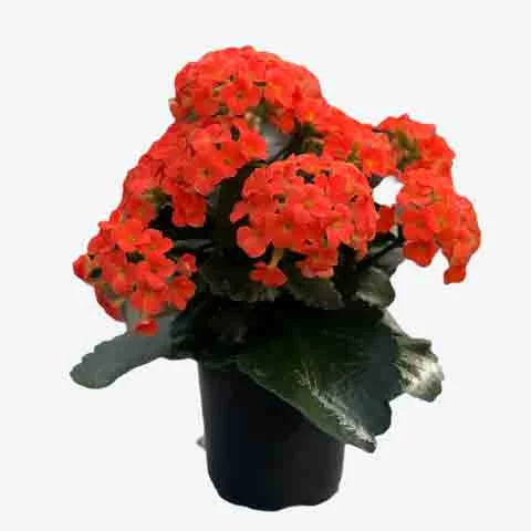 alsipnursery23419082