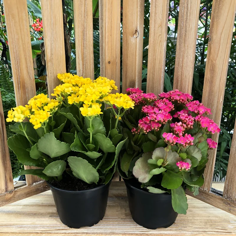 alsipnursery23419087