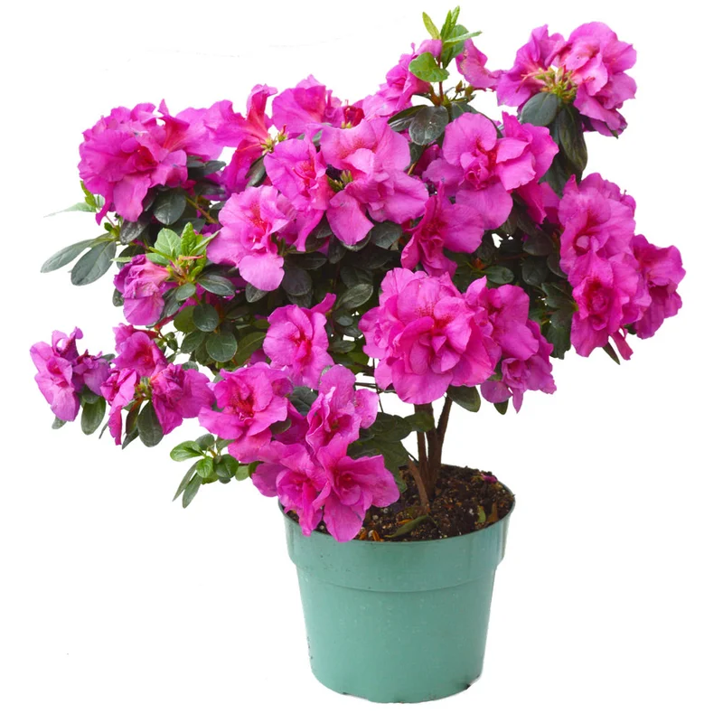 alsipnursery23419094