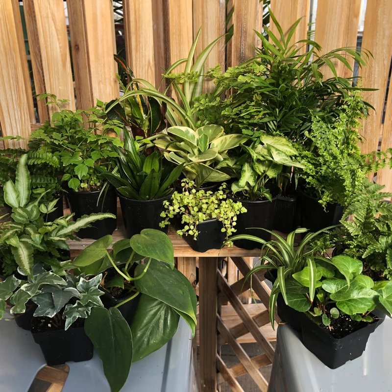 alsipnursery23419467