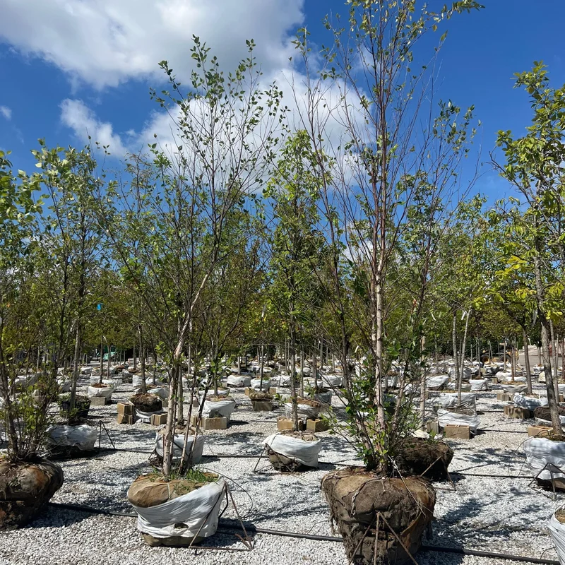 alsipnursery23453019