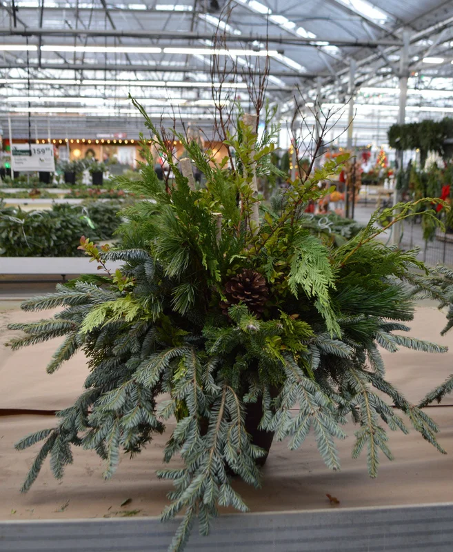 alsipnursery23453403