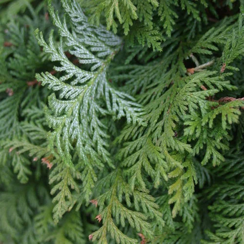 alsipnursery23458328