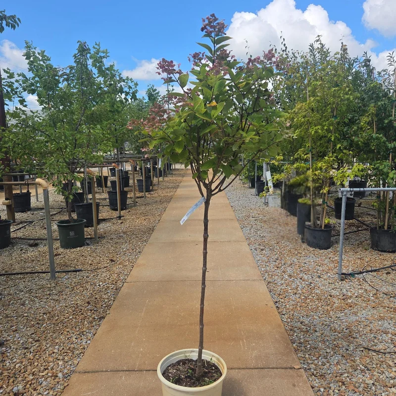 alsipnursery23458578