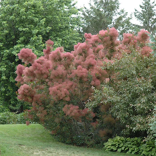 alsipnursery23458618