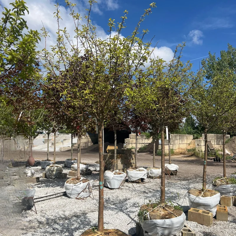 alsipnursery23458693
