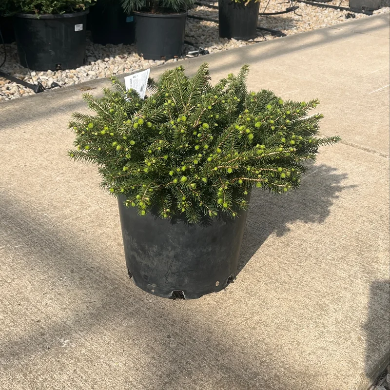 alsipnursery23458863